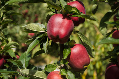 Close-up of apples growing on tree