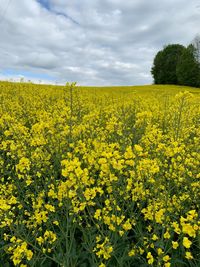 Scenic view of oilseed rape field against sky