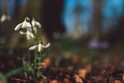 Close-up of white flowering plant