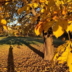Trees on autumn leaves