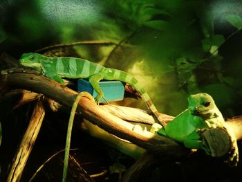 Close-up of snake perching on tree