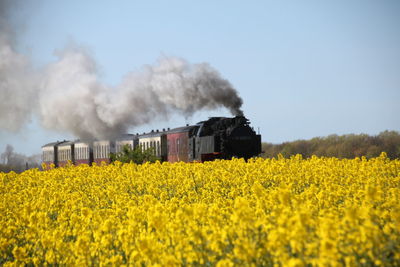 Train moving by flowers against clear sky