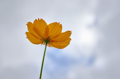 Close-up of orange flower against sky