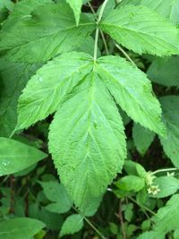 High angle view of raindrops on leaves