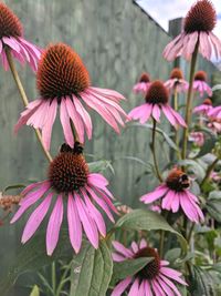 Close-up of coneflowers blooming outdoors