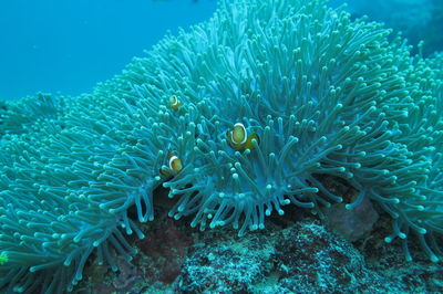 Environmental shot of clownfish surrounded by anemone home