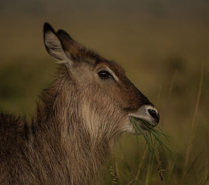 Female waterbuck grazing in masai mara