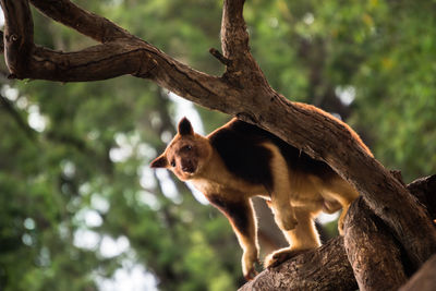 Low angle view of cat on tree