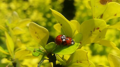 Close-up of ladybug on flower