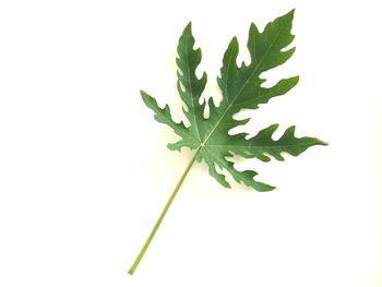 High angle view of leaves against white background