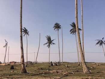 Palm trees on field against clear sky