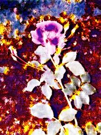 Full frame shot of flowers