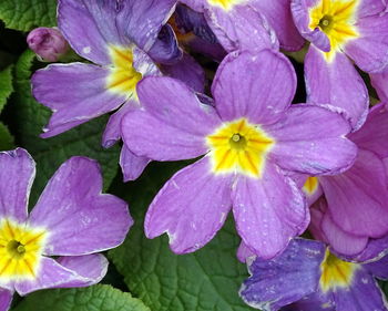 Close-up of purple flowers blooming outdoors