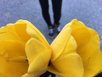 Low section of yellow flower