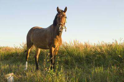 The horse walks in the field. brown horse in the wild. natural beauty. animalistic shooting. 