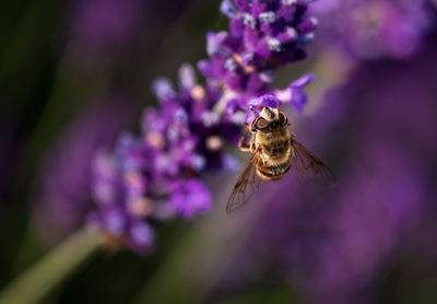 Close-up of bee on purple flower