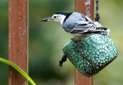 Nuthatch on a cup of bird seed