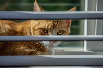 Portrait of cat seen through window