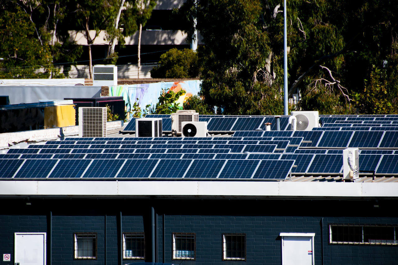 LOW ANGLE VIEW OF PLANTS GROWING BY ROOF