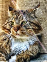 Close-up portrait of a cat