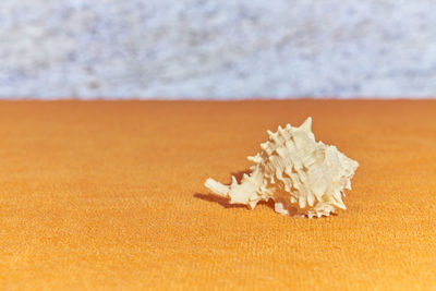 Close-up of dried on sand