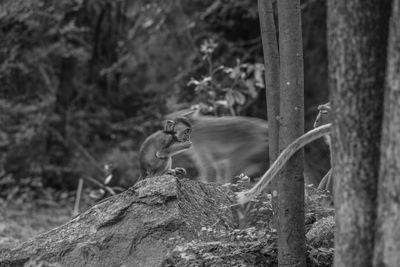 Monkey on tree trunk