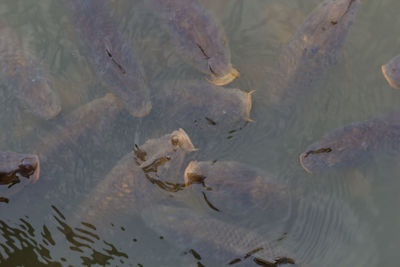 High angle view of fish swimming in lake