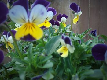 Close-up of yellow crocus blooming outdoors