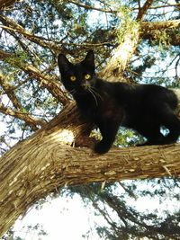 Low angle portrait of cat sitting on tree against sky