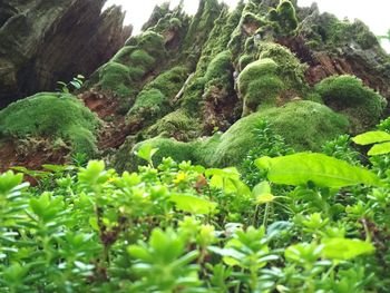 Close-up of green plants on mountain