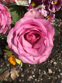 Close-up of flower blooming outdoors