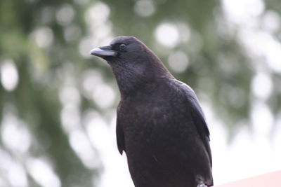 Close-up of bird perching outdoors