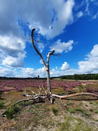 Bare tree on field against sky