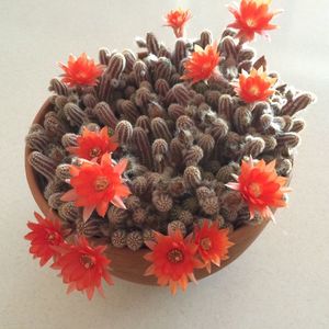 Close-up of red flowers