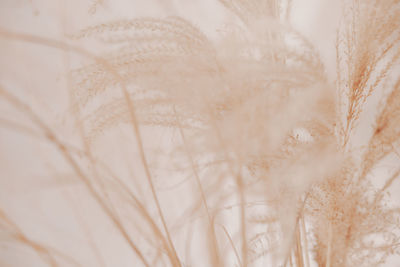 Natural background with pampas grass. dried soft plants, cortaderia selloana. dry grass, boho style.