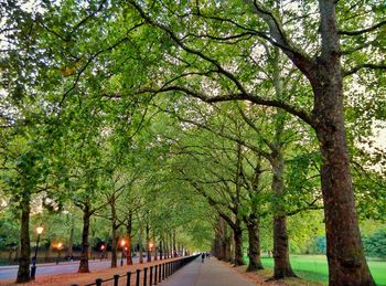 Road along trees