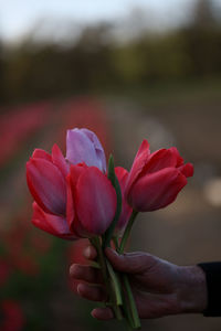 Close-up of pink tulip flower