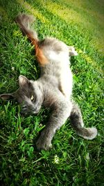 Cat relaxing on grassy field