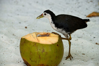 Close-up of a bird perching on a land