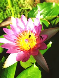 Close-up of pink lotus water lily