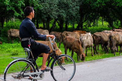 Man with cows on tree