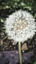 Close-up of dandelion