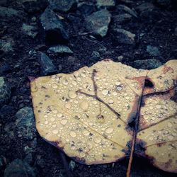 High angle view of leaf on plant