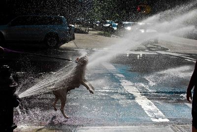 Close-up of rain drops on road