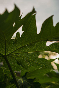 Close-up of maple leaves on plant
