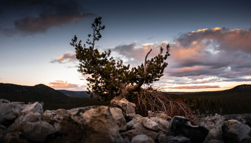 Scenic view of rocks on field against sky during sunset