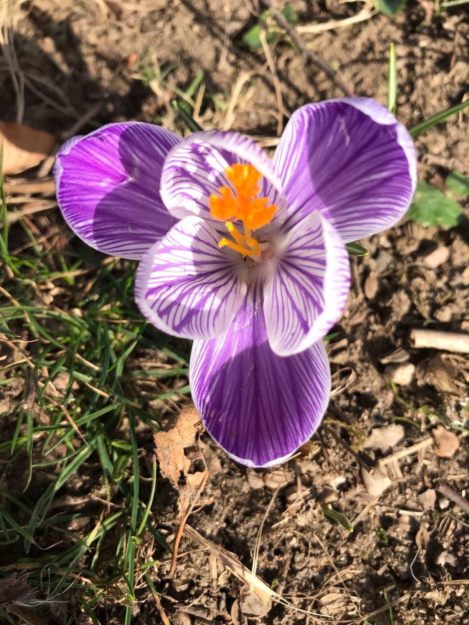 CLOSE-UP OF PURPLE CROCUS FLOWERS ON LAND