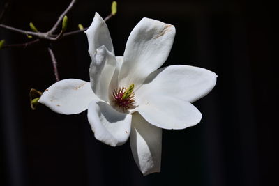 Close-up of white flower