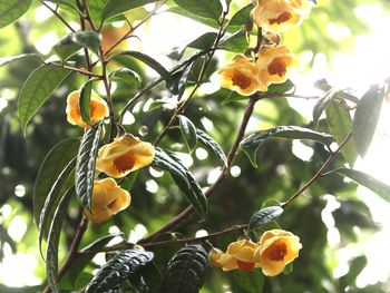 Low angle view of orange flowers blooming on tree