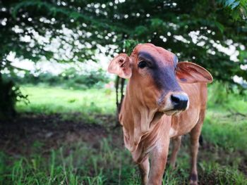 Cow standing in field